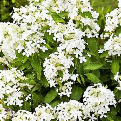 Гортензия Levana фото