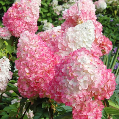 Гортензия Pink Lady фото