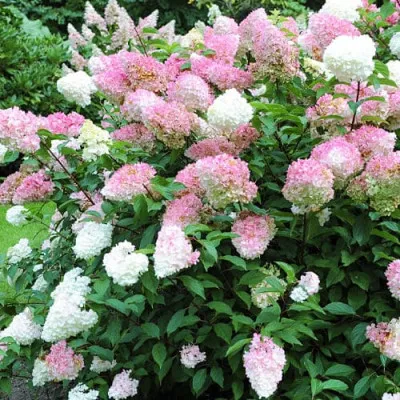 Гортензия Pink Lady фото