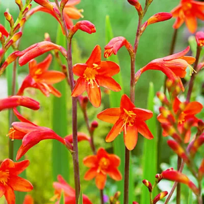 Крокосмия Fire King фото
