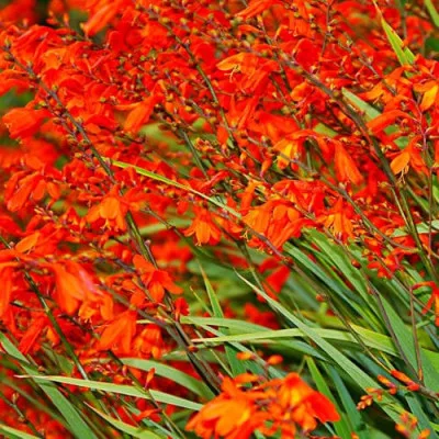 Крокосмия Fire King фото