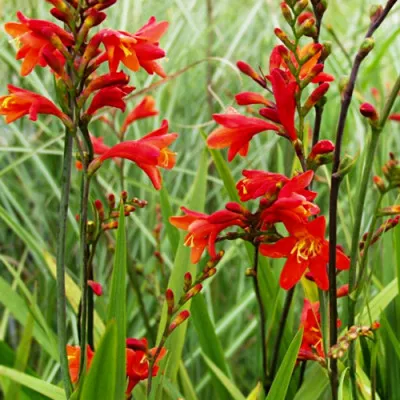 Крокосмия Red King фото
