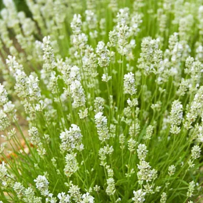 Лаванда Hidcote White фото
