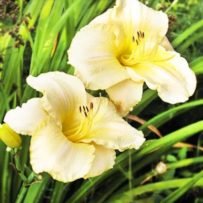 Лилейник Longfields Pearl фото