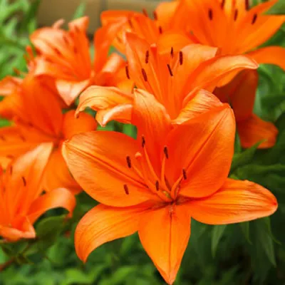 Лилия Orange Summer (Эконом-упаковка 20 шт) фото