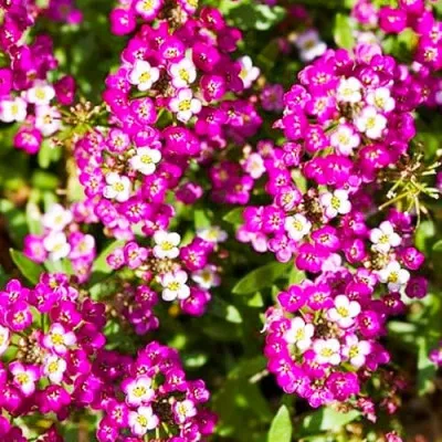 Лобулярия приморская Рози О'Дей фото