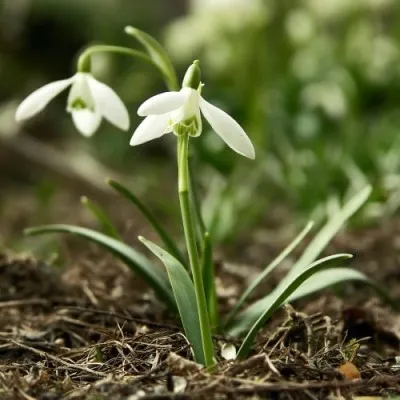 Набор подснежников Nivalis фото
