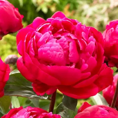 Пион Red Sarah Bernhardt (Fiona) 3-5 почек фото