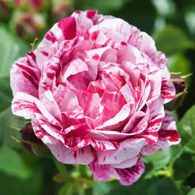 Роза Ferdinand Pichard фото