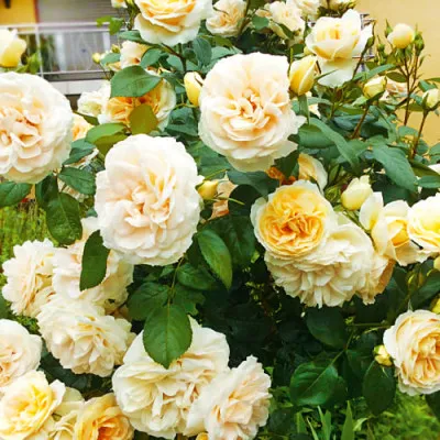 Роза Lions Rose фото