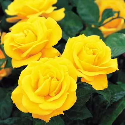 Роза Golden Wedding фото