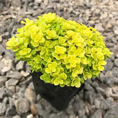 Седум Makinoi Yellow фото