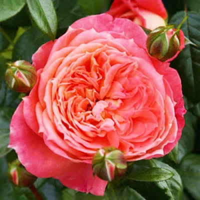 Роза Queen of Hearts фото