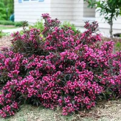 Вейгела Nana Purpurea фото