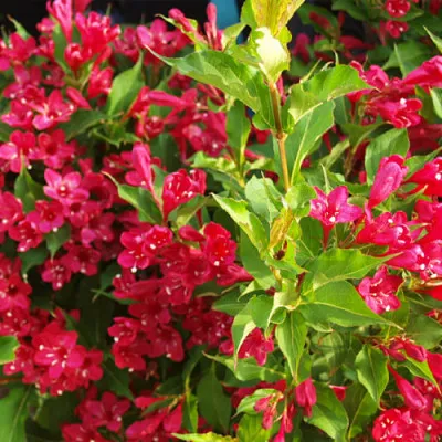 Вейгела Red Prince фото