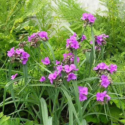 Традесканция Concord Grape фото