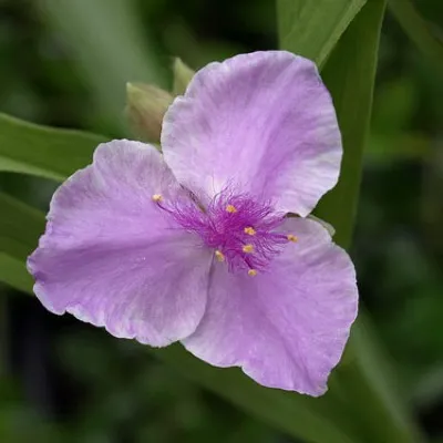 Традесканция Pink Chablis фото