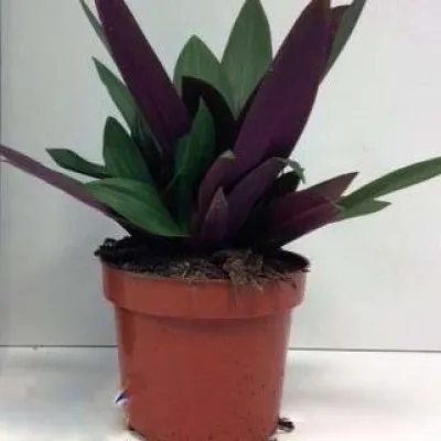 Традесканция Spathacea фото