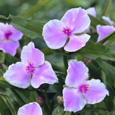 Традесканция Pink Chablis фото