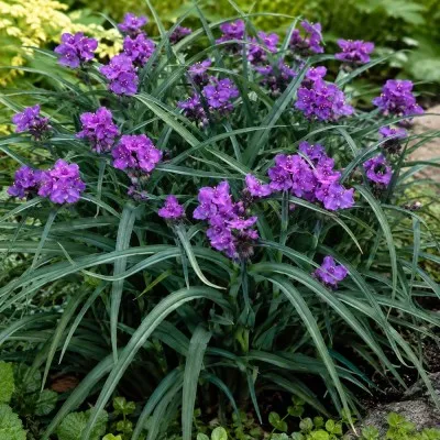 Традесканция Concord Grape фото