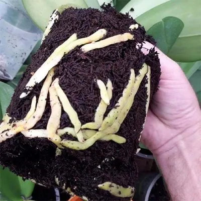 Субстрат для орхидей Tree Fern 1л фото