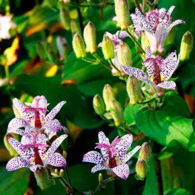 Трициртис Macropoda фото