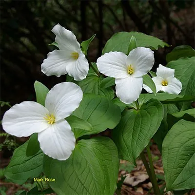 Триллиум Grandiflorum фото