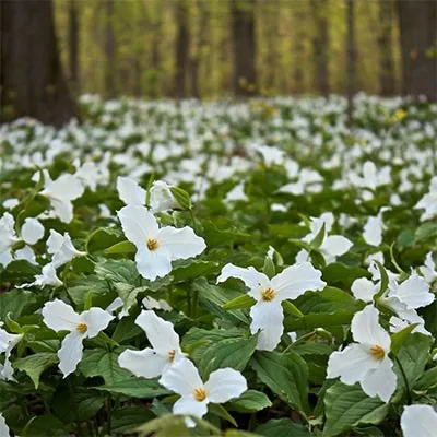 Триллиум Grandiflorum фото
