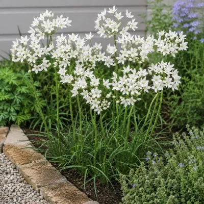 Трителея Hyacinthina фото