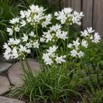 Трителея Silver Queen фото