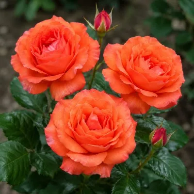 Роза Angelique фото
