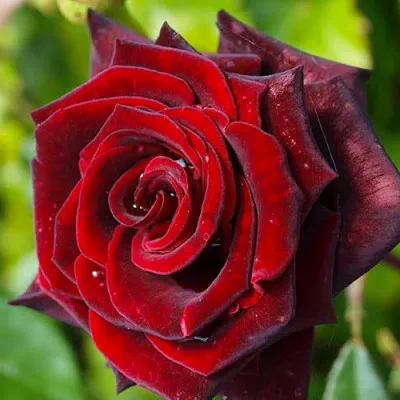 Роза Black Magic (Уникальный окрас) фото