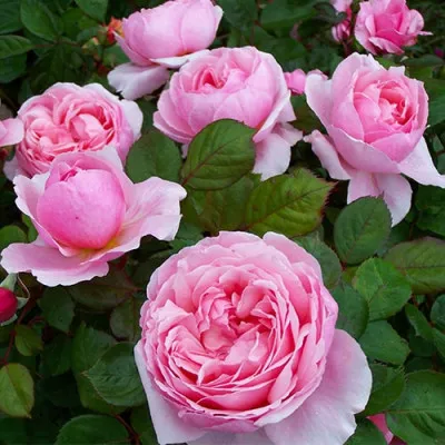 Роза Brother Cadfael фото