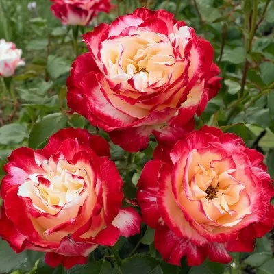 Роза Double Delight фото