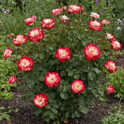 Роза Double Delight фото