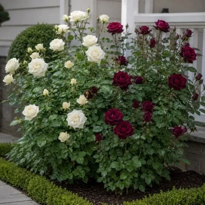 Микс Роз Red and White фото