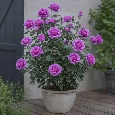 Роза Violette Parfume фото