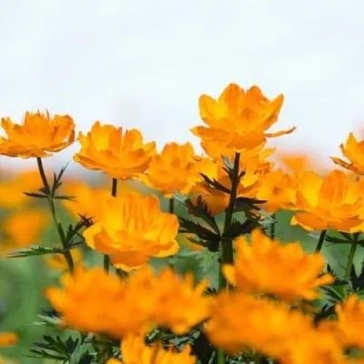 Купальница Orange Princess фото