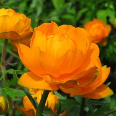 Купальница Orange Princess фото