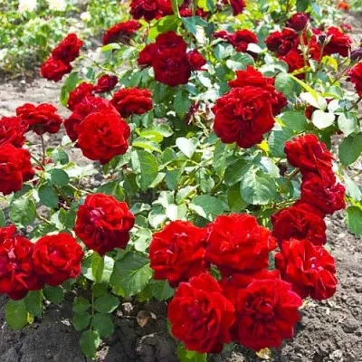 Роза Cordula фото