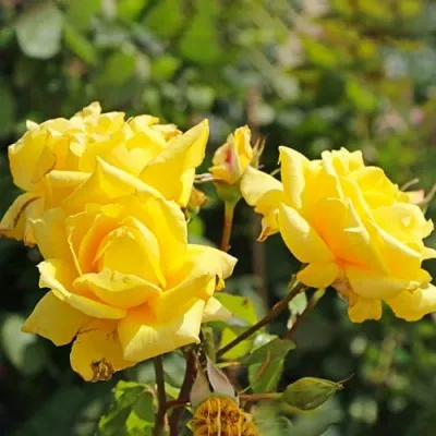 Роза Landora фото