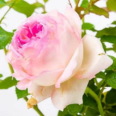 Роза Ragazza фото