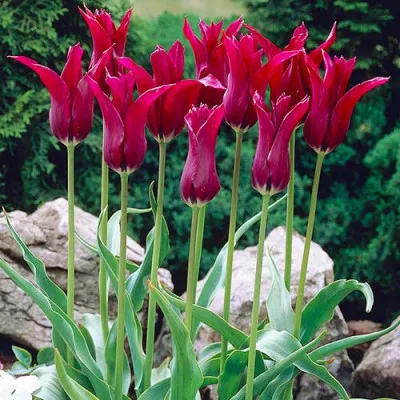 Тюльпан Burgundy фото