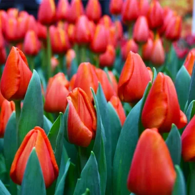 Тюльпан Cadans фото