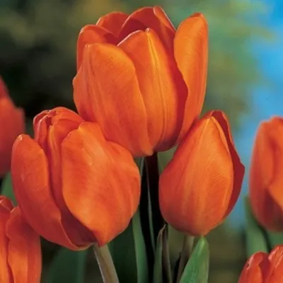 Тюльпан Orange Bouquet 30 шт/уп фото