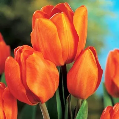 Тюльпан Orange Bouquet фото