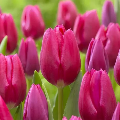 Тюльпан Pink Ardour фото