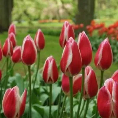 Тюльпан Spring Surprise фото