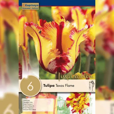Тюльпан Texas Flame (Брендовые луковицы KAPITEYN®) фото