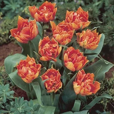 Тюльпан Willem Van Oranje фото